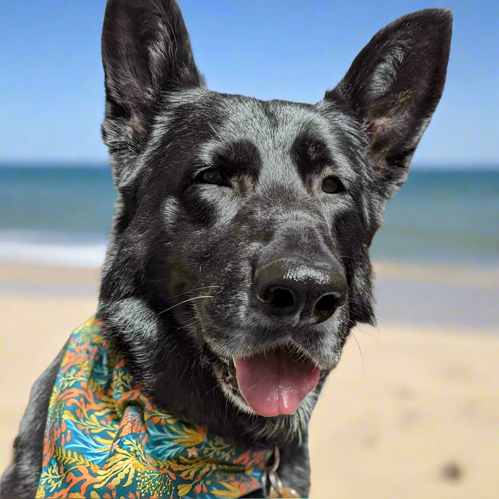 Rescue black German shepherd called penny, who penny's rainbows is named after